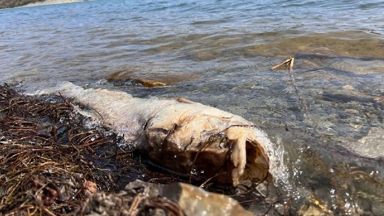 Главная картинка новости: Жители Новороссийска обеспокоены состоянием экосистемы озера Абрау