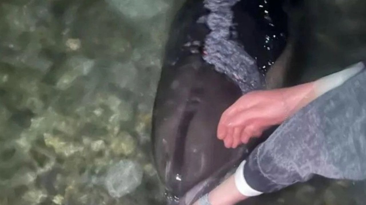 Главная картинка новости: В Новороссийске найден дельфин-белобочка с серьезными кожными повреждениями