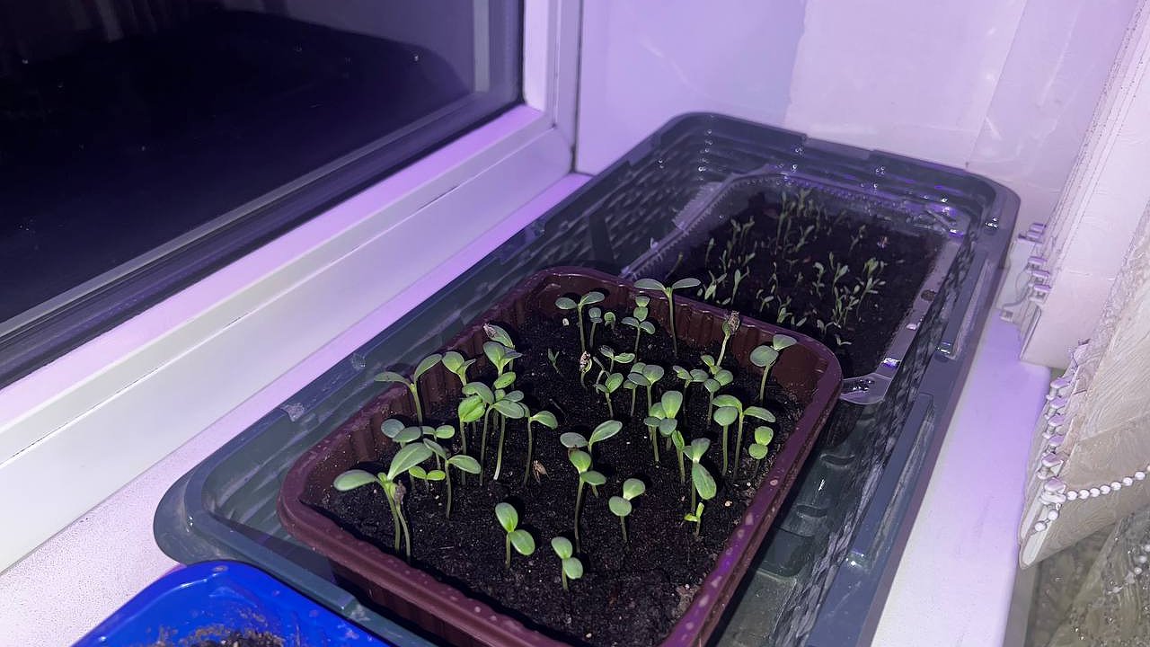 Главная картинка новости: Спасаем рассаду томатов от вытягивания этими способами - стебли широкие и мясистые