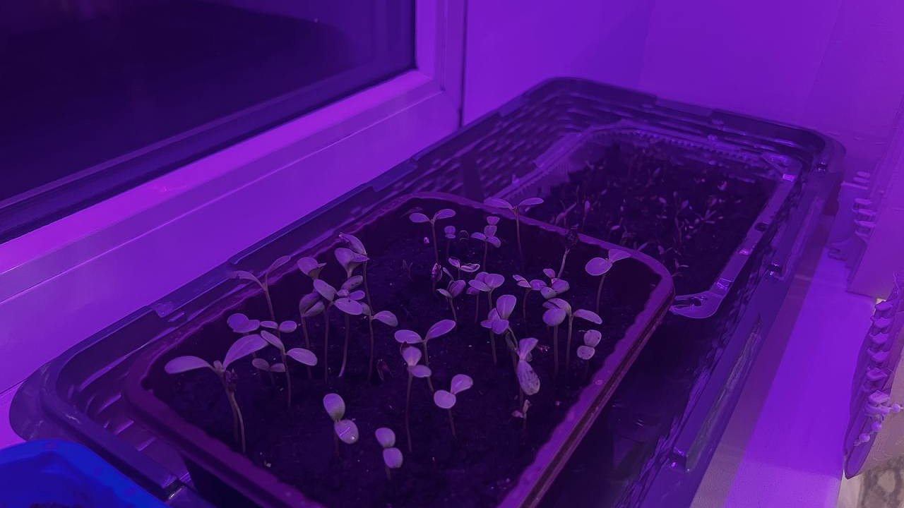 Главная картинка новости: 1 подкормка, и через 4 дня рассада помидоров станет толще мизинца: простой совет от агрономов