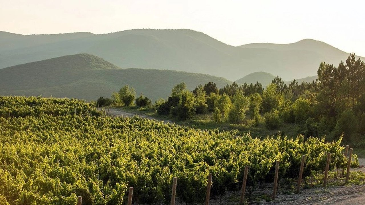 Главная картинка новости: Новый винодельческий комплекс в Новороссийске: инвестиции и перспективы винного туризма