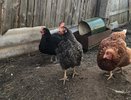 Всего 1 обработка – и курятник очищен от клещей и блох: несушки счастливы и довольны – дешёвое аптечное средство