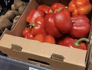 Как пшено помогает мне каждый год: выращиваю богатый урожай перца