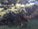 В Абрау-Дюрсо спилили деревья: меры по борьбе с вредителями и восстановлению зеленых насаждений