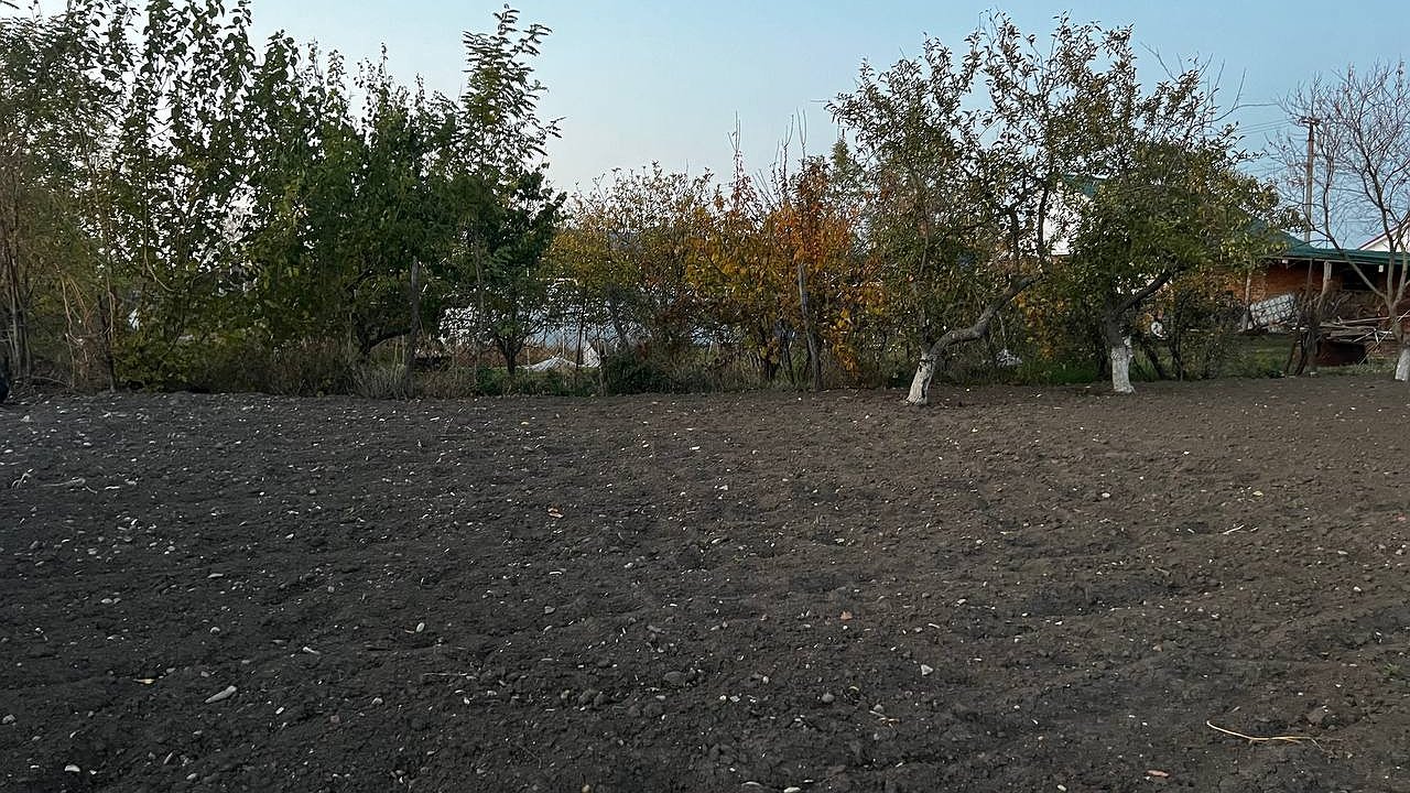 Главная картинка новости: Кроты не переносят такой запах: рабочий способ очистить сад без жести