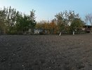 Кроты не переносят такой запах: рабочий способ очистить сад без жести