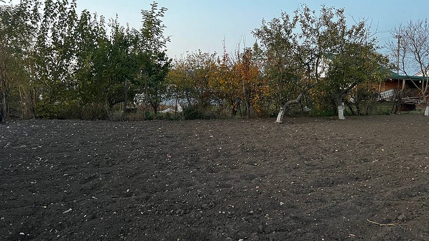 Главная картинка новости: Кроты не переносят такой запах: рабочий способ очистить сад без жести