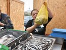 Итоги путина 2024-2025: успешный вылов хамсы и новые экспортные возможности