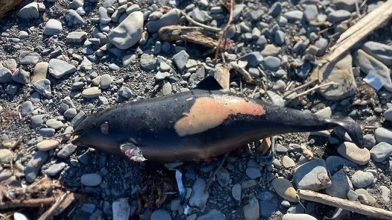 Главная картинка новости: Неизвестные причины гибели дельфинов в Южной Озереевке: волонтеры на страже безопасности