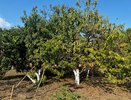 С 19 апреля на деревья и кустарники вводится строгий запрет: подписали решение для всех россиян, у кого есть дача или участок — новые штрафы