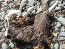 На пляже хутора Дюрсо найдены останки неизвестного животного