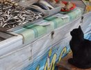 Новороссийск лидирует по ценам на говядину и рыбу в Краснодарском крае