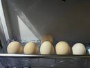 Можно обойтись без белых. Эксперты объяснили, как окрасить коричневые яйца и кому они противопоказаны