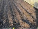 "Сажайте картофель теперь только так - невероятный урожай обеспечен": способ с картоном от ушлого дачника