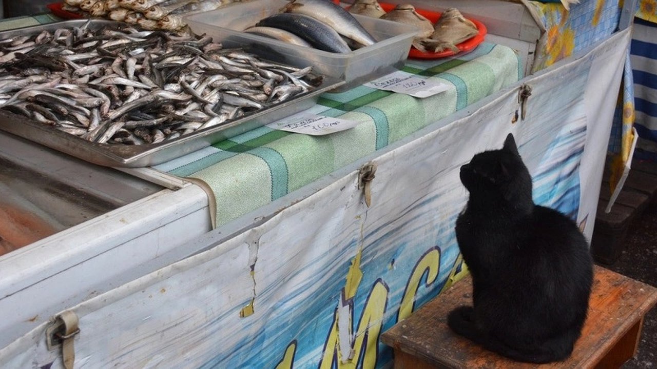 Главная картинка новости: Новороссийск лидирует по ценам на говядину и рыбу в Краснодарском крае