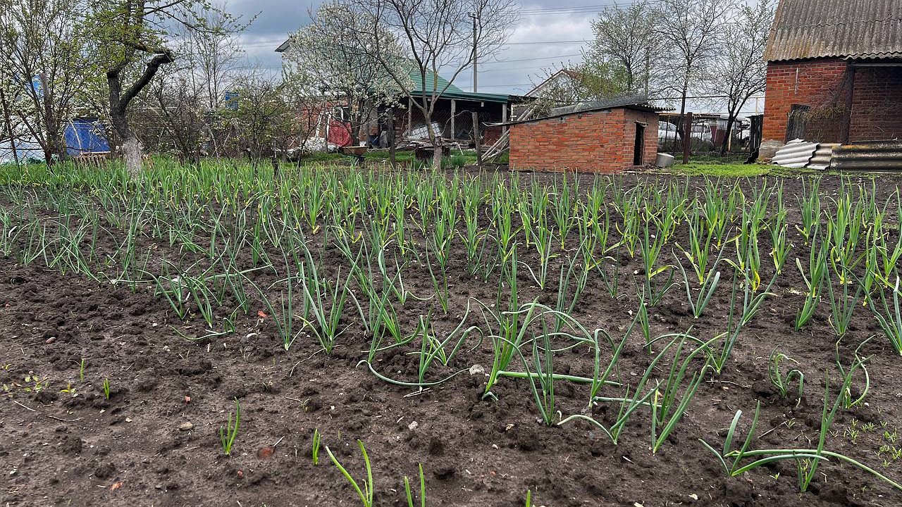 Главная картинка новости: Всего 2 ложки в воду — и луковицы размером с арбуз: перья не пожелтеют и не завянут