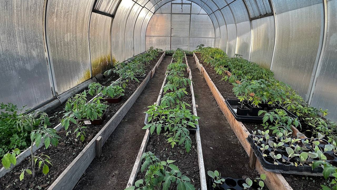 Главная картинка новости: После пикировки рассада только этого и хочет: 5 капель на 1 литр — и корни станут мощными, а стебли — крепкими