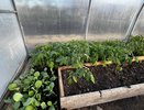 Как вырастить крупные огурцы и помидоры в одной теплице - 3 простых лайфхака весной