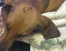 В Краснодаре такса погибла после падения с пятого этажа