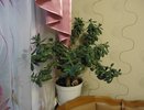 Денежные магниты: названы комнатные растения, которые притягивают финансы