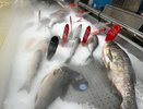 "Осторожно, паразиты!": такую рыбу вредно есть - список самых зараженных видов
