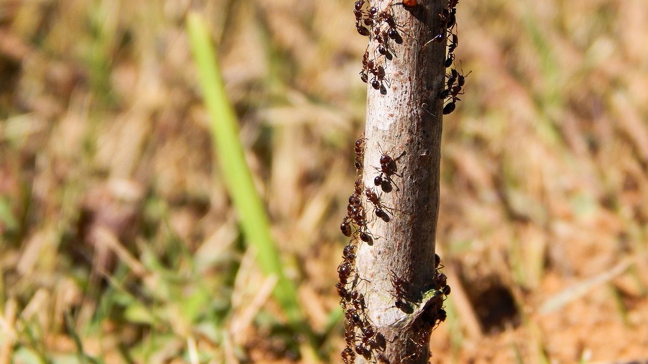 Главная картинка новости: 2 горсти в муравейник – и вредители лопнут как мыльные пузыри: борная кислота и другая химия отправятся в утиль