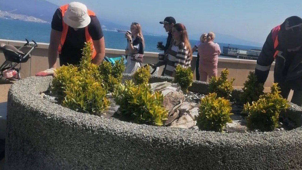 Главная картинка новости: Жители Новороссийска недовольны заменой озеленения на набережной