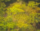 Укроп взойдёт за 2 дня: 1 ст. л. на литр воды - совет от эксперта для вас