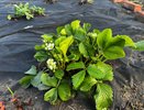 До 2,2 кг с куста: Топ-5 видов сочной и сладкой клубники – не подвержены болезням, устойчивы к морозам и засухе