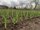 Чеснок в мае требует особого ухода: 3 проверенные подкормки для богатого урожая