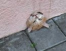 Спасатели МЧС освободили застрявшего кота в Новороссийске