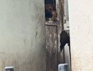 Полиция Новороссийска проводит проверку по факту жестокого обращения с животными