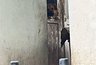 Миниатюра новости: Полиция Новороссийска проводит проверку по факту жестокого обращения с животными