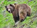 Как правильно вести себя при встрече с медведем: советы для туристов