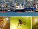 Борьба с карантинными вредителями: статистика Новороссийского филиала ФГБУ «ВНИИКР»