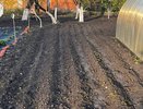 "Вбил кол при посадке картофеля и про беды забыл на все лето": метод от опытного дачника