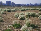 Новороссийцы восхищены цветением редкого растения на пляжах