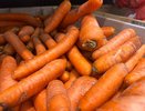 Морковь и свеклу сажаем в мае только в эти дни — крайне важно: урожай собираем тачками — лунный календарь и приметы