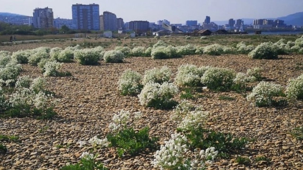 Главная картинка новости: Новороссийцы восхищены цветением редкого растения на пляжах