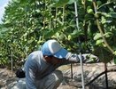 В Южной Озереевке откроется первая ферма по выращиванию инжира с поддержкой властей