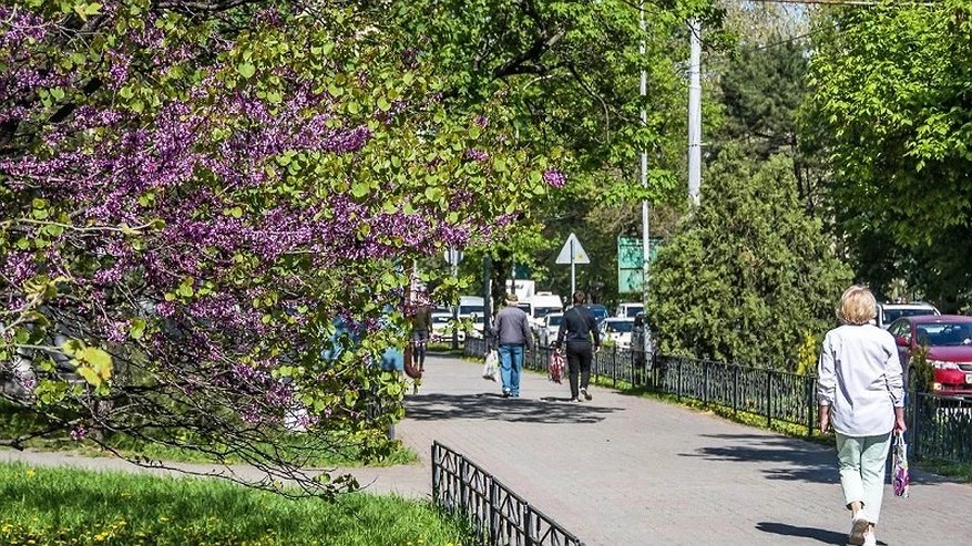 Главная картинка новости: В Новороссийске возмущение по поводу символики «Эдельвейс» в социальных сетях