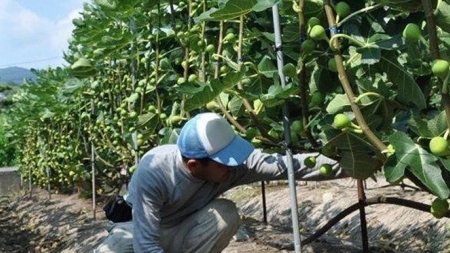 Главная картинка новости: В Южной Озереевке откроется первая ферма по выращиванию инжира с поддержкой властей