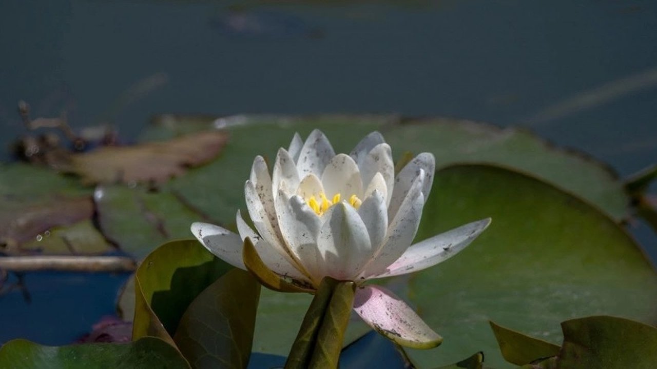 Главная картинка новости: Нежные кувшинки: первый цветок сезона в Новороссийске