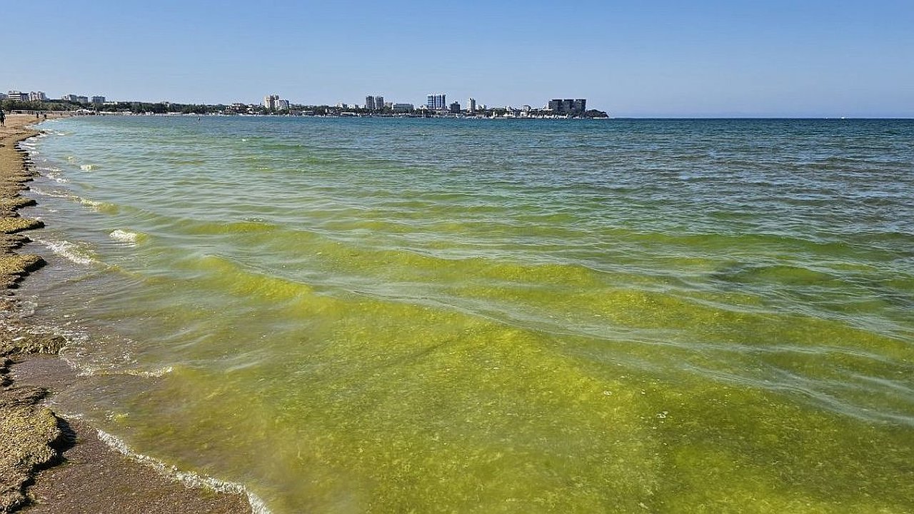Главная картинка новости: Тревожные сигналы с побережья: новая напасть на черноморских пляжах пугает туристов больше, чем цены