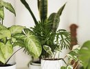 Ядовитый воздух: 4 комнатных растения, которые отравляют вас каждую ночь