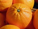 Египетские апельсины vs Россельхознадзор: Как 24 тонны фруктов едва не устроили экокатастрофу в Новороссийске