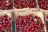 Миниатюра новости: Черешневый кризис на Кубани: цены взлетят вдвое, а ягоды будет вполовину меньше. Когда ждать урожай?