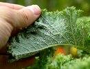 Тля дрожит от страха: 7 натуральных лайфхаков, которые выгонят вредителей из вашего сада за сутки — проверено садоводами