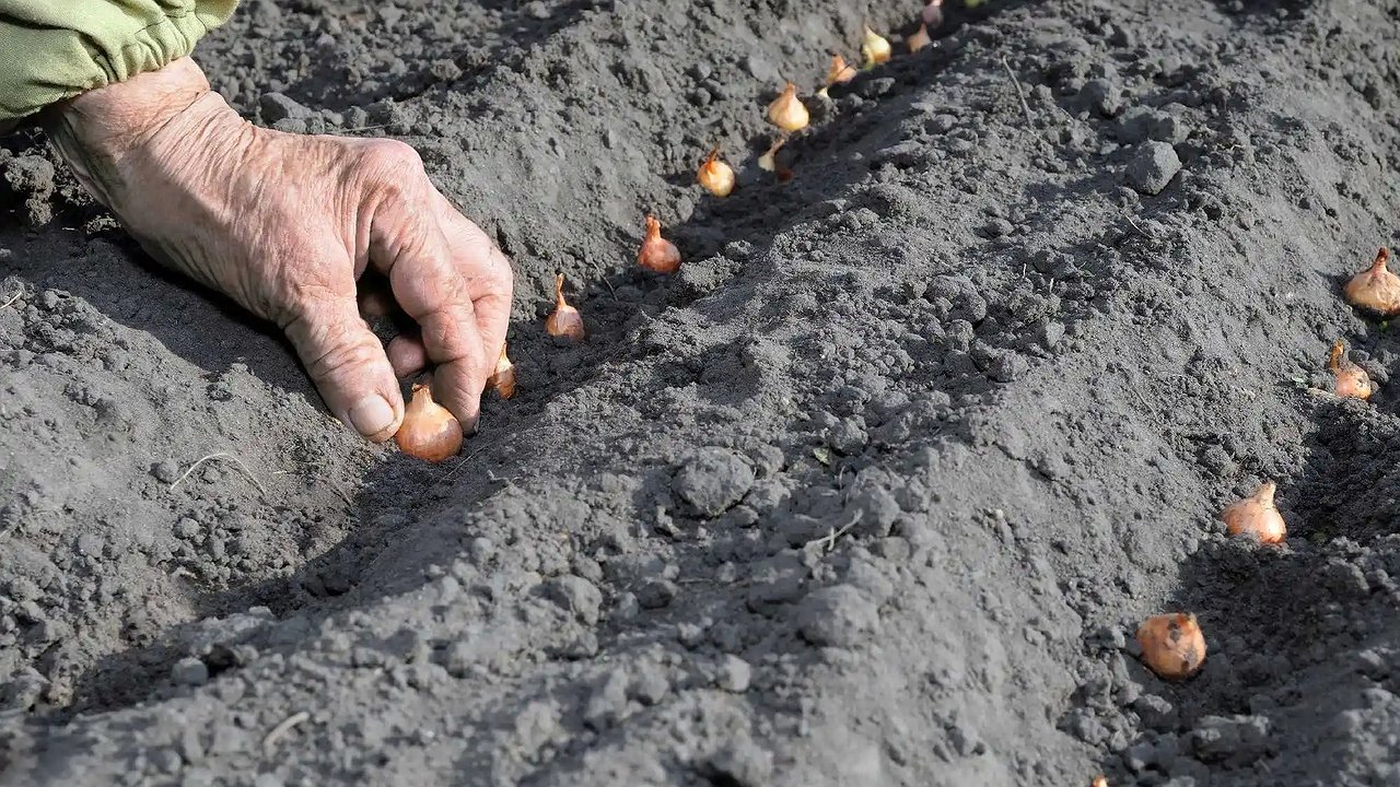 Главная картинка новости: Не сажайте лук-севок без этой обработки: как вырастить луковицы размером с кулак и сохранить их до весны — секреты опытных дачников