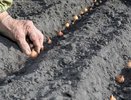 Не сажайте лук-севок без этой обработки: как вырастить луковицы размером с кулак и сохранить их до весны — секреты опытных дачников